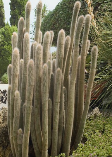 آشنایی با گیاه کلیستوکاکتوس (Cleistocactus)