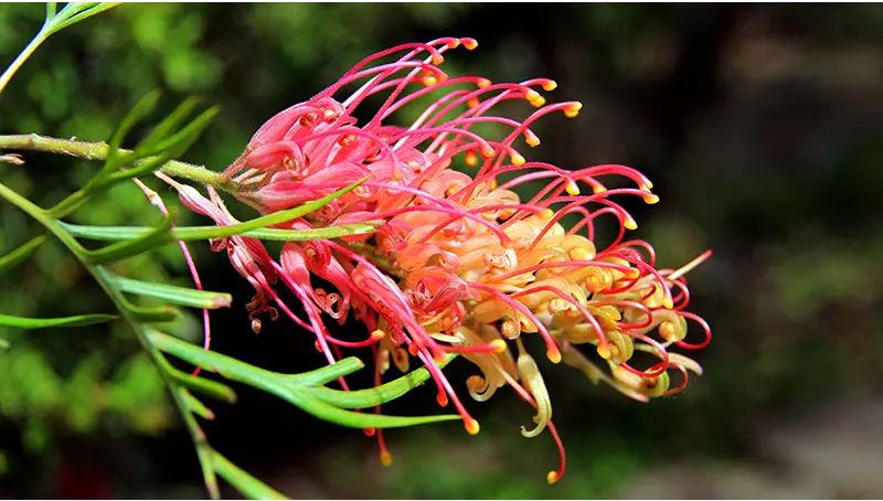 آشنایی با گیاه گرویلیا (Grevillea)