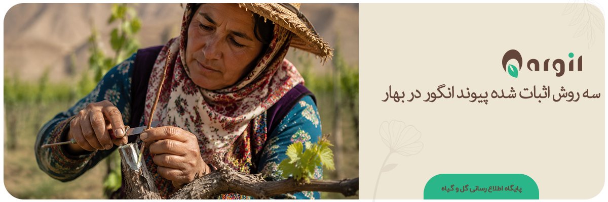 پیوند انگور در بهار | روش‌هایی با بیشترین درصد موفقیت