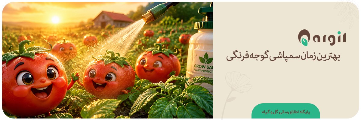 بهترین زمان سمپاشی گوجه ‌فرنگی | افزایش ۲ برابری اثر سموم