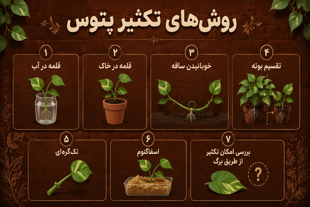 اینفوگرافیک تمامی روش‌های تکثیر پتوس