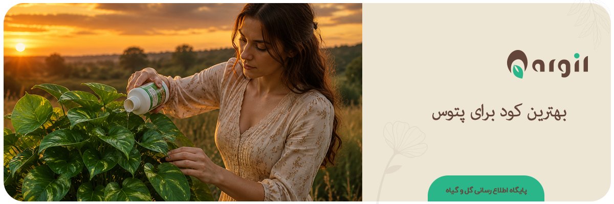 بهترین کود برای پتوس | راهنمای کوددهی به پتوس + نکات مهم