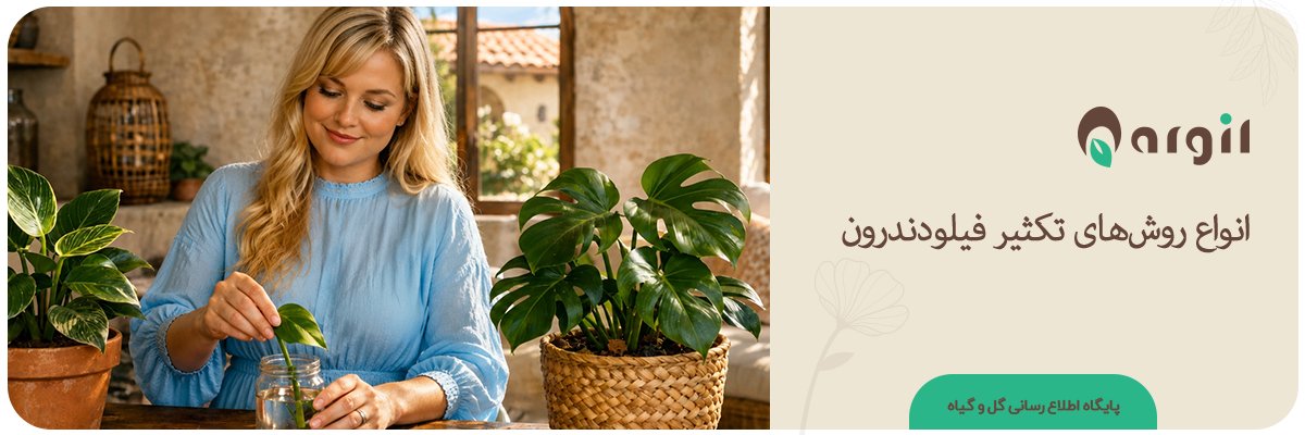 تکثیر فیلودندرون در خانه | راهنمای دقیق با ۴ روش عملی