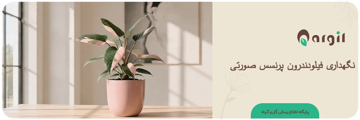 فیلودندرون پرنسس صورتی | نکات نگهداری در فصول مختلف