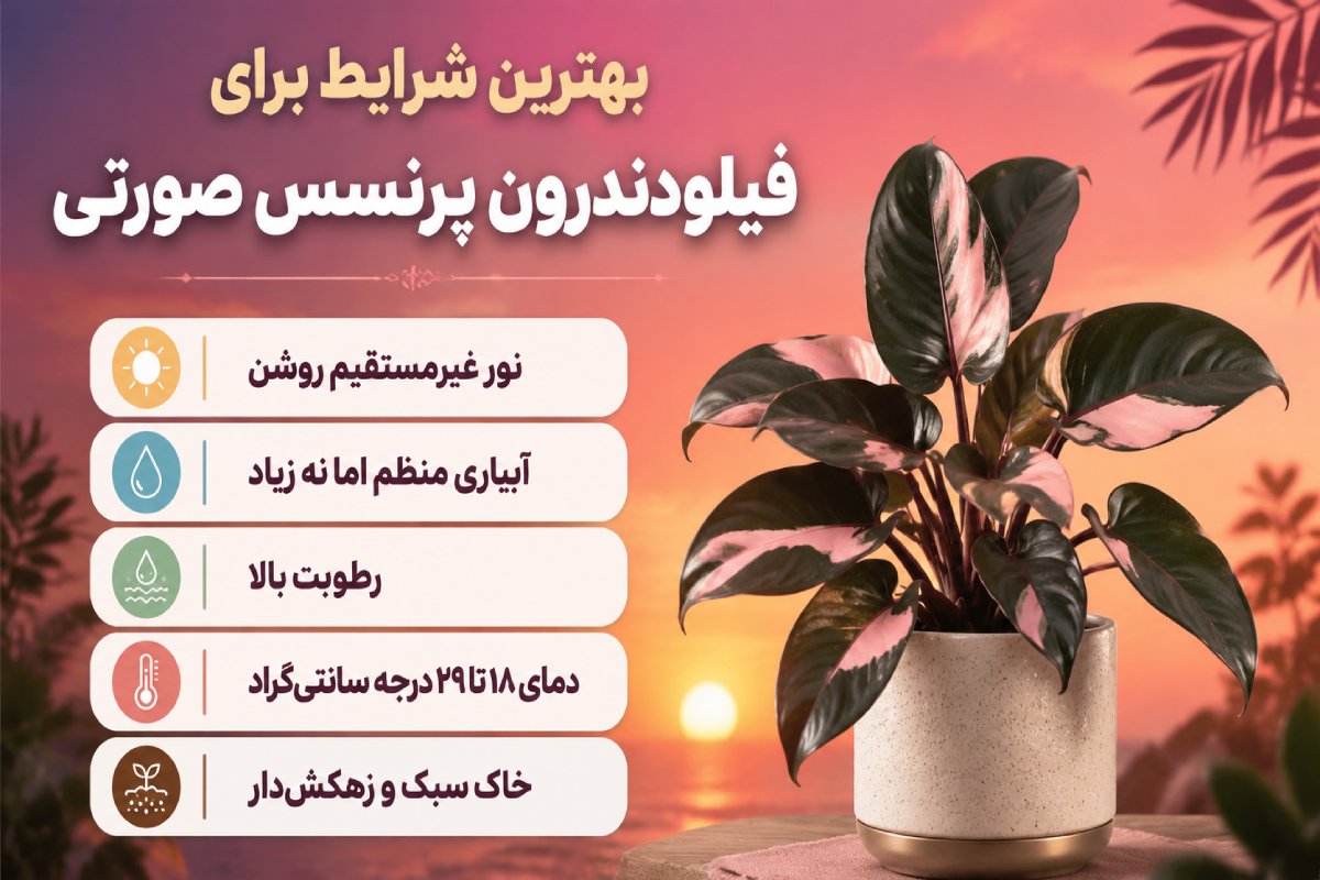 اینفوگرافیک از فیلودندرون پرنسس صورتی