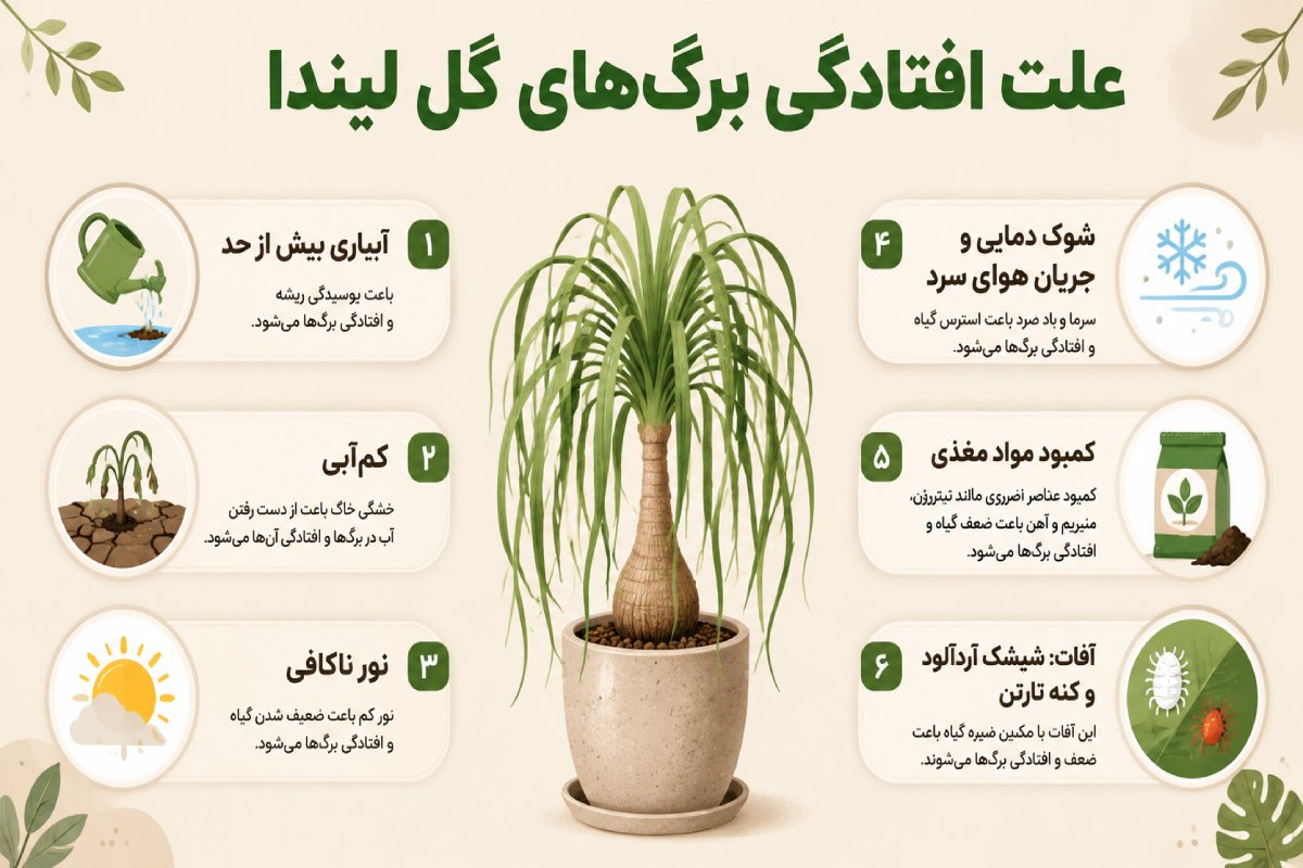 تصویری اینفوگرافیک که علت افتادگی برگهای گل لیندا را نشان می‌دهد.