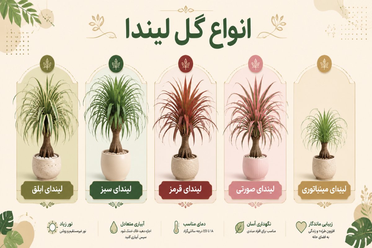 اینفوگرافیک معرفی انواع گل لیندا