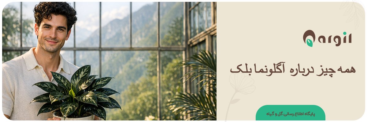 آگلونما بلک: راهنمای کامل نگهداری و رفع مشکلات + تجربه واقعی