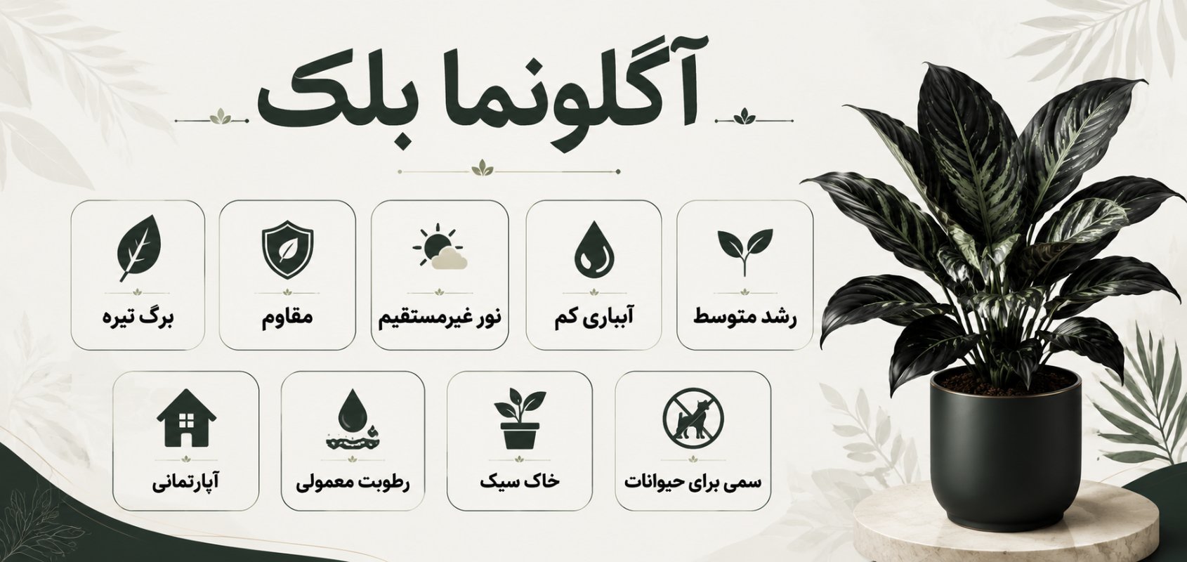 اینفوگرافیک معرفی آگلونما بلک