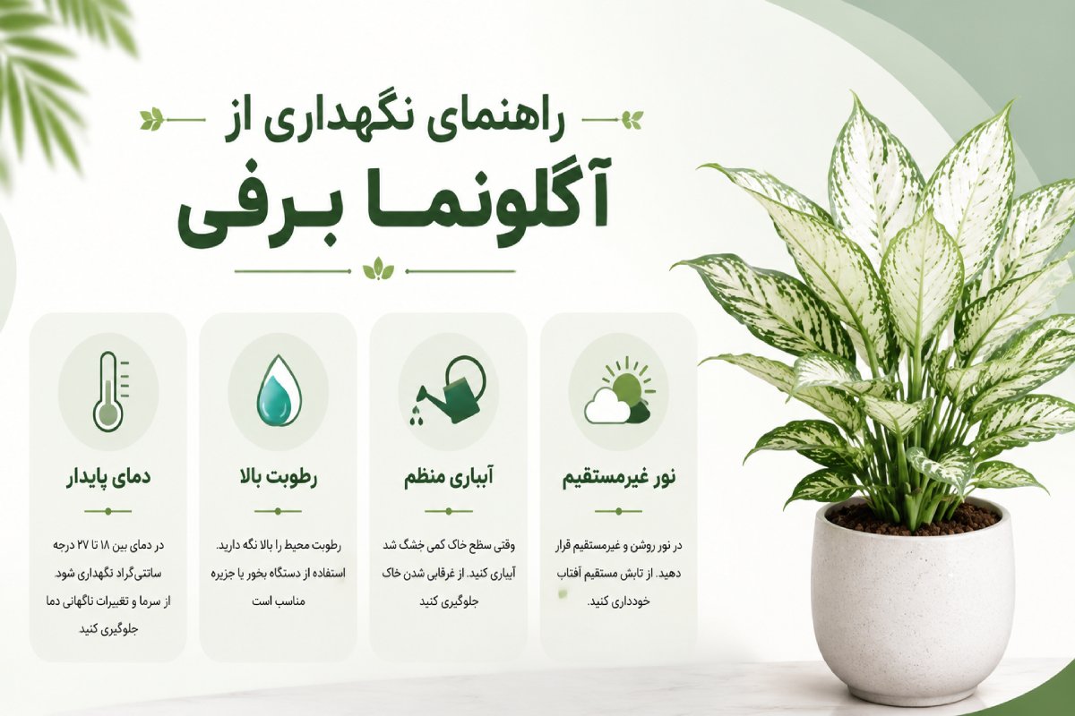 اینفوگرافیک درباره نگهداری گل آگلونما برفی