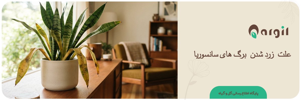علت زرد شدن برگ سانسوریا | دلایل + راه حل قطعی و سریع