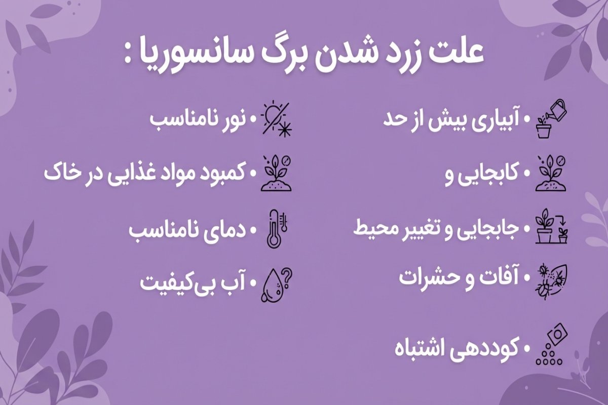 اینفوگرافیک از علت زرد شدن برگ سانسوریا