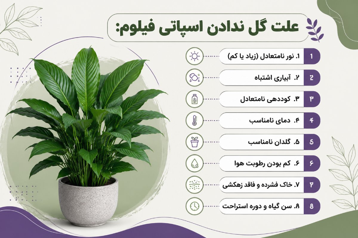 اینفوگرافیک از علت گل ندادن اسپاتی فیلوم