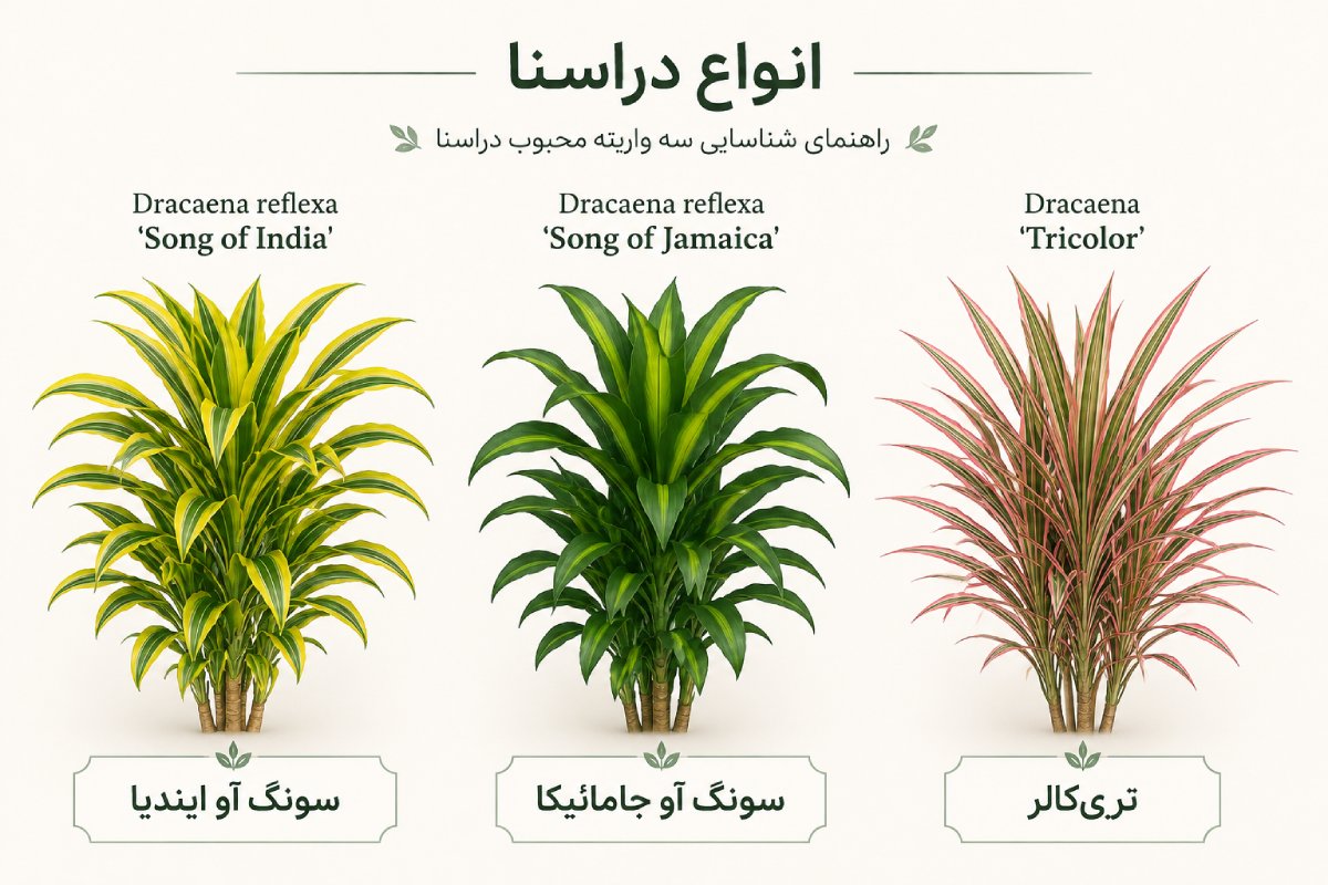 اینفوگرافیک معرفی 3 نوع از گل دراسنا رفلکسا