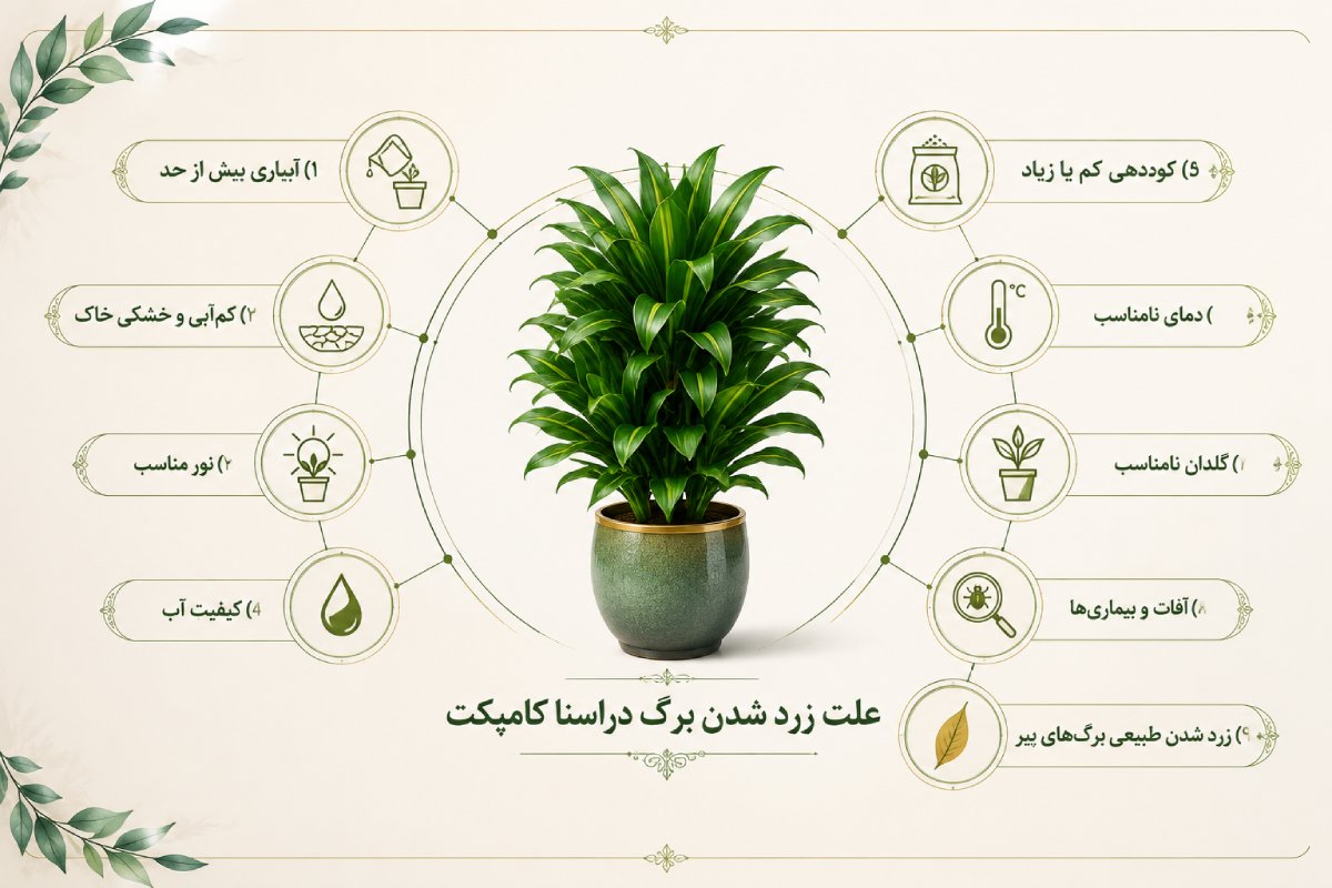 اینفوگرافیک علت زرد شدن برگ دراسنا کامپکت
