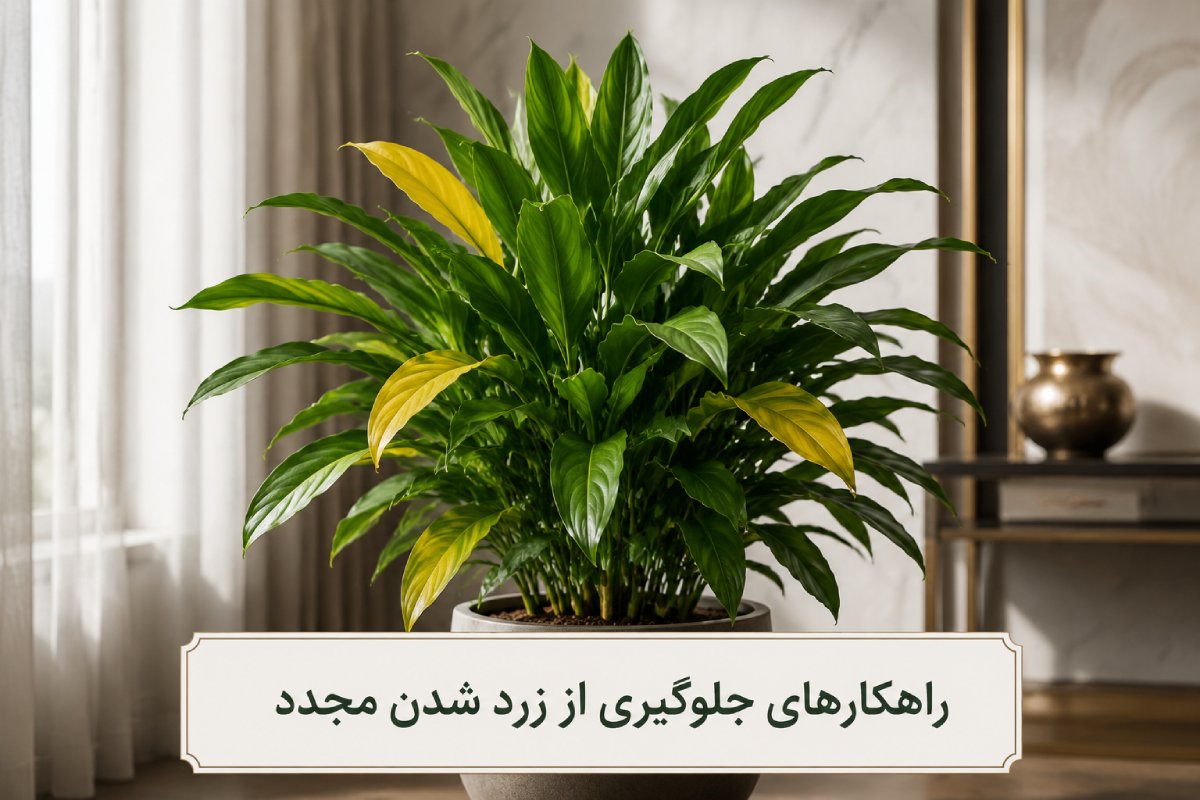 یک گل دراسنا که بعضی برگ های آن زرد شده است.