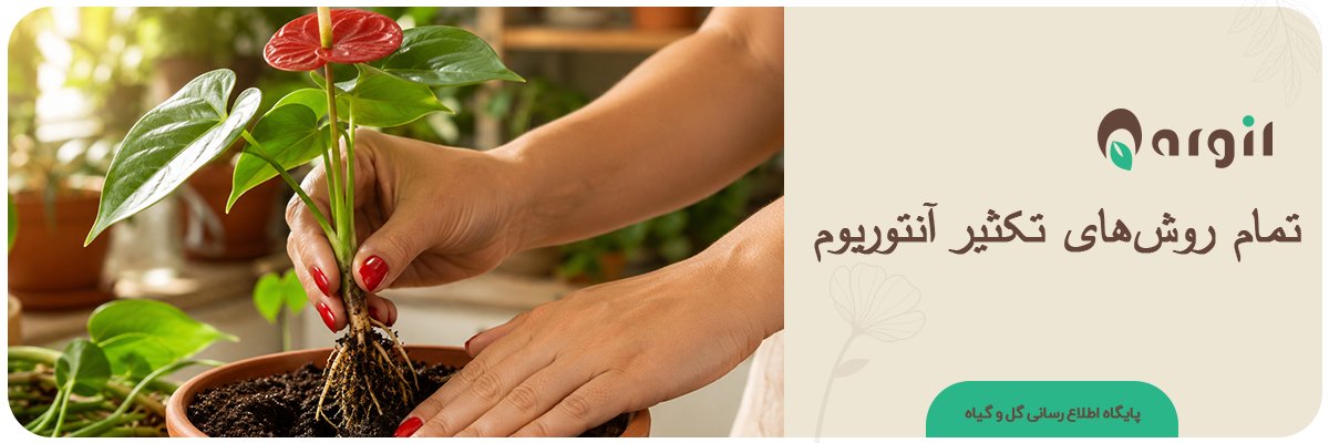 تکثیر آنتوریوم | ۶ روش امتحان‌شده + راهنمای گام‌به‌گام