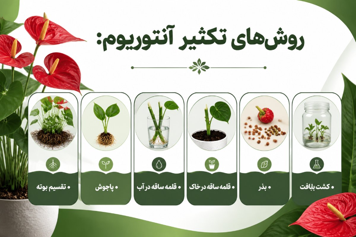 اینفوگرافیک روشهای تکثیر آنتوریوم