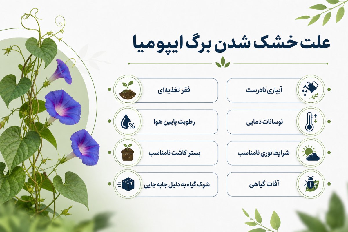 اینفوگرافیک علت خشک شدن برگ ایپومیا