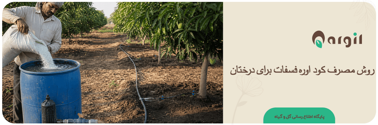 بهترین روش مصرف کود اوره فسفات برای درختان | زمان و مقدار درست