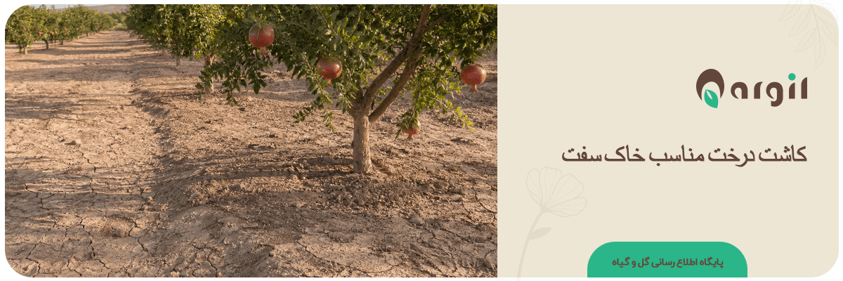 راهنمای جامع انتخاب و کاشت درخت مناسب خاک سفت (رسی و فشرده)