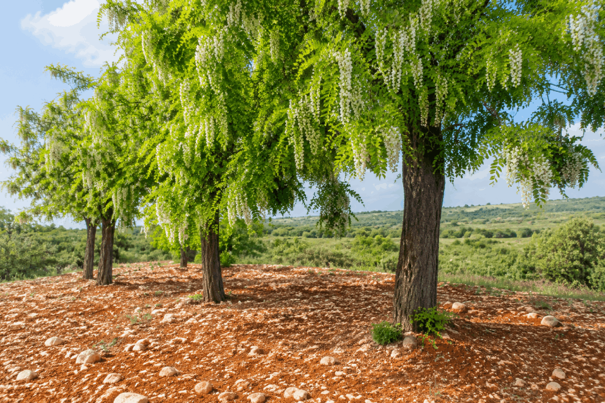 بهترین درخت برای خاک آهکی - تصویری از درخت اقاقیا در خاک آهکی
