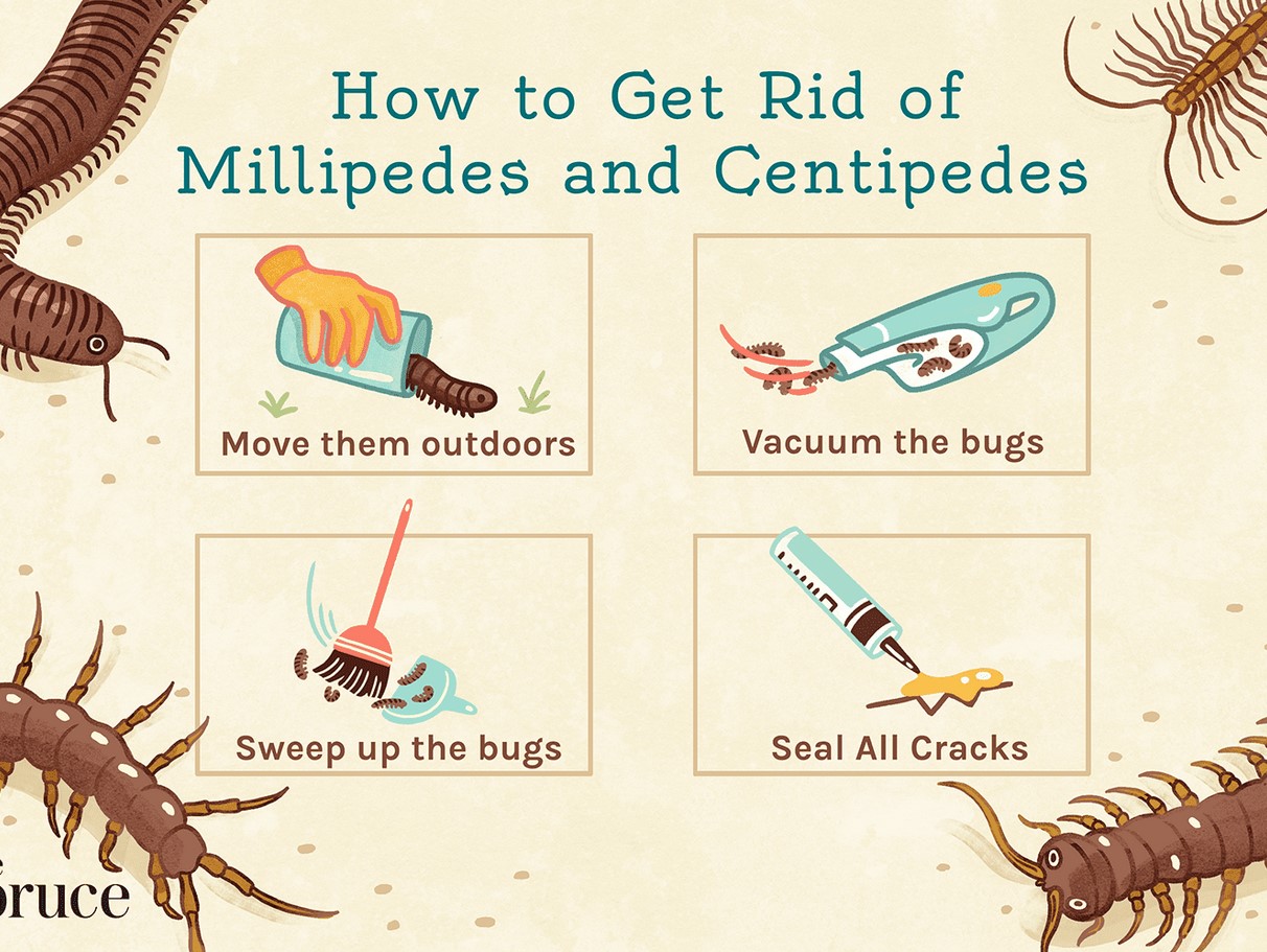 راه های از بین بردن هزارپا
