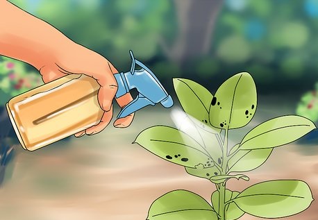 محلول را صاف کرده آب مرکبات ذخیره کنید