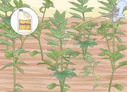 روغن چریش