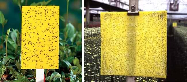 استفاده از چسب زرد یا تله چسبناک