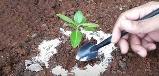 استفاده از آفت کش های ارگانیک