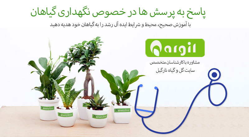 پاسخگویی به سوال و پرسش شما در خصوص نگهداری گیاهان