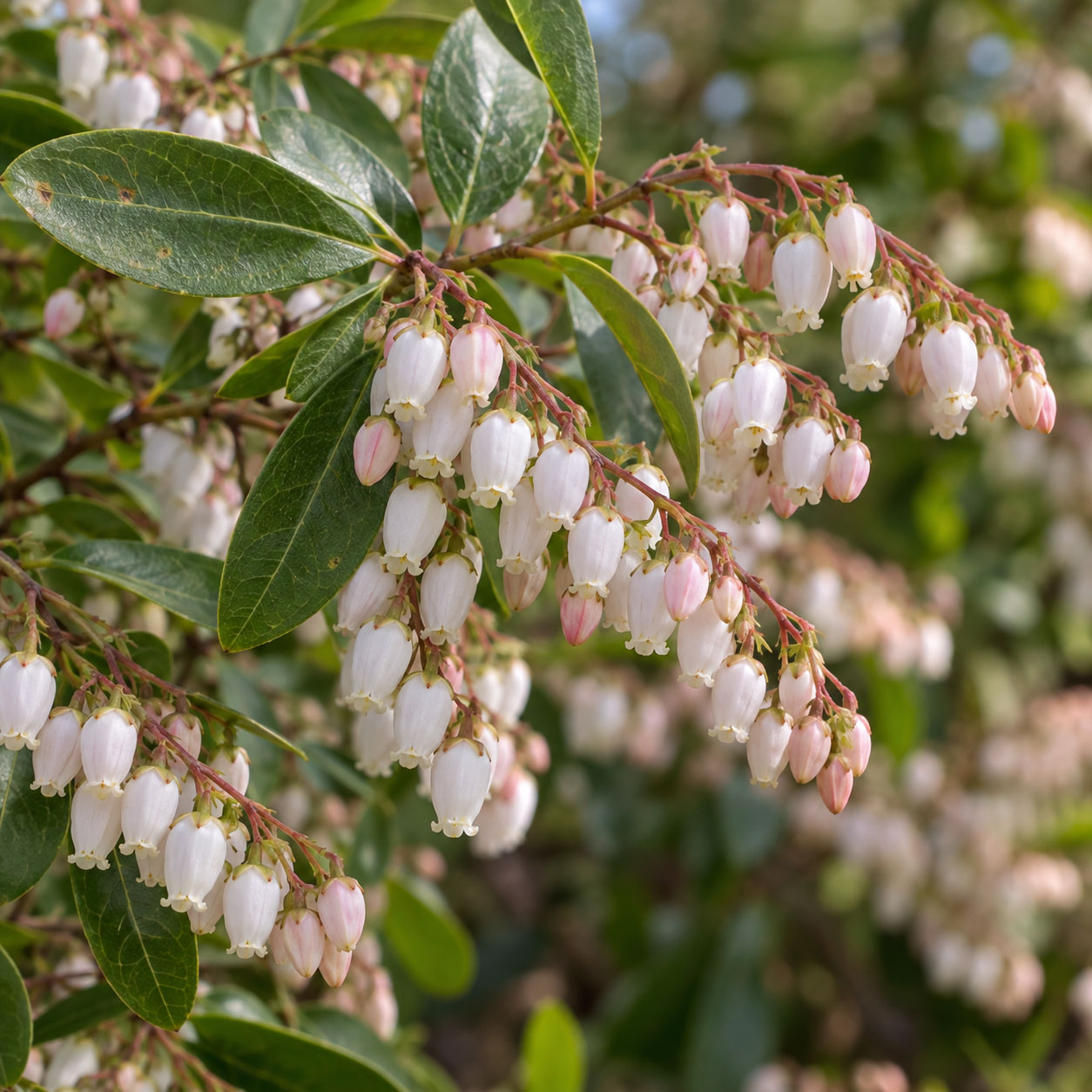 لیونیا باتلاقی (مالبری وحشی)