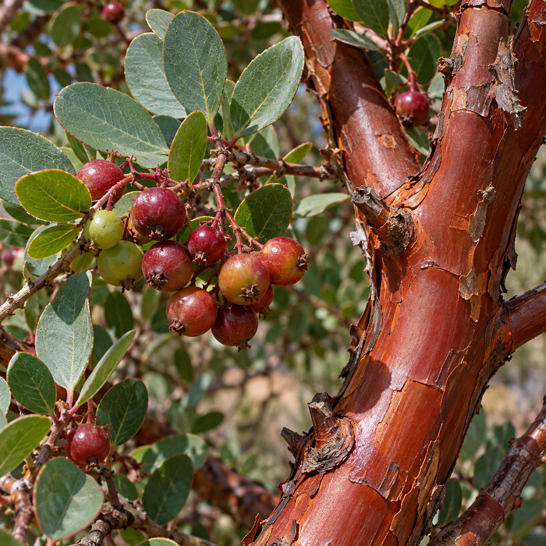 مانزانیتای میوه‌درشت