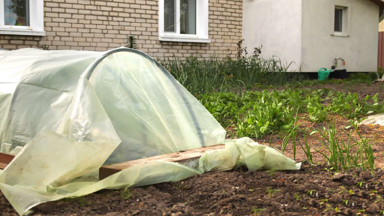 ۵ راه برتر برای پرورش سبزیجات در هوای سرد