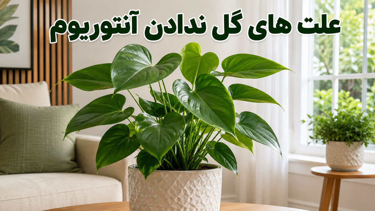 علت گل ندادن آنتوریوم +راهکارها و نکات حیاتی