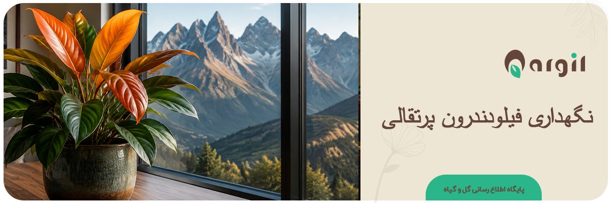 کامل‌ترین راهنمای نگهداری فیلودندرون پرتقالی + تکثیر