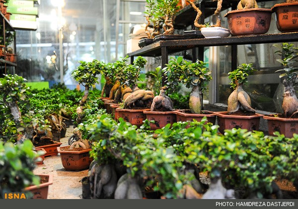 افتتاح نخستین باغ بن سای با 250 گونه گیاه زینتی در منطقه5