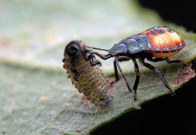 استفاده از حشرات مفید برای با آفات آفت