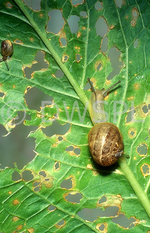 چگونه در جنگ با لیسه ها و حلزونها برنده شویم