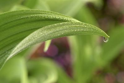 تعریق در گیاهان چیست و چه تفاوتی با شبنم دارد؟