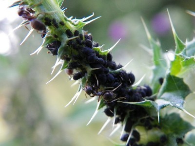 توصیه هایی برای پاک کردن عسلک از روی گیاه