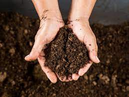خاک پیت (Peat Soil) چیست؟