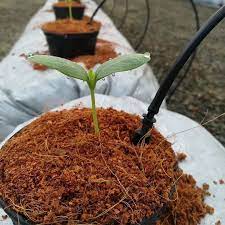 کوکوپیت - ظرفيت نگهداري بسيار خوب آب