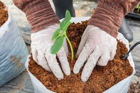 کاهش زمان جوانه زني و رشد سريع ريشه