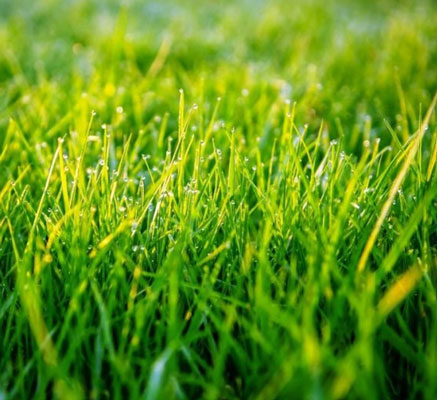 مبارزه با علفهای هرز و بیماریها