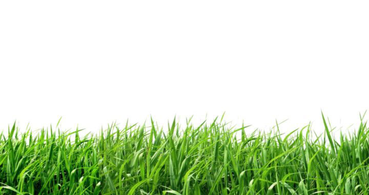 چمن گیاهی از خانواده گندمیان