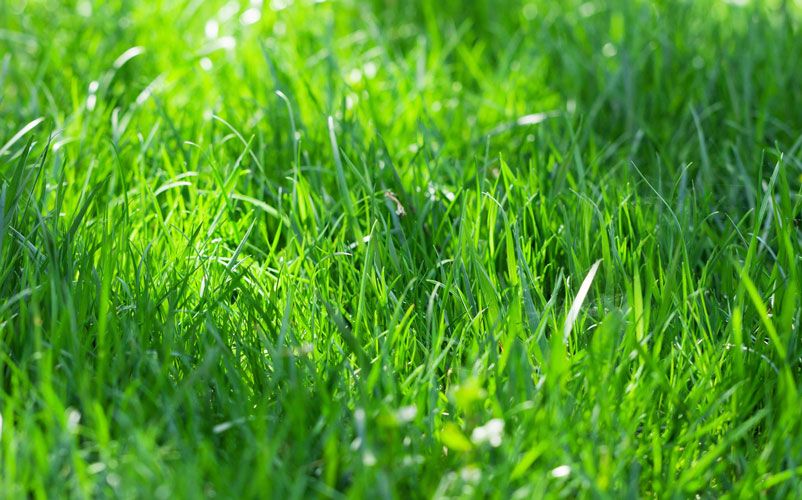 چمن ها با رنگ های مختلف