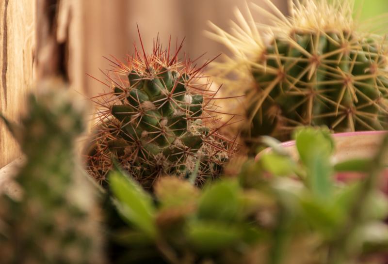 نگهداری کاکتوس - گلدان مناسب کاکتوس ها