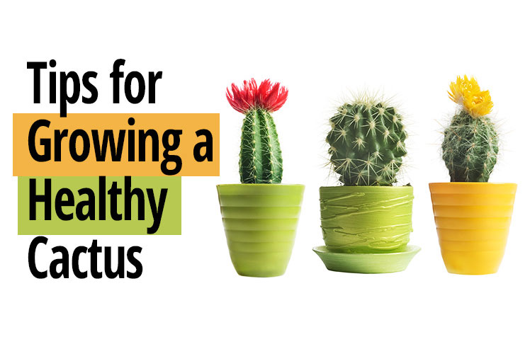 چند اصل مهم در نگهداری کاکتوس